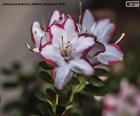 Красивые белые и красные цветы азалии. Азалии – это разновидность кустарников с более чем 1000 видами